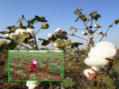 Weed Control In Cotton Crop