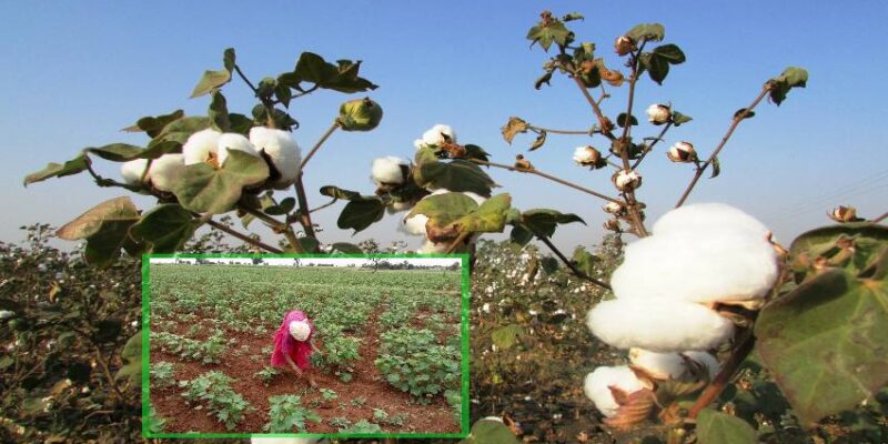 Weed Control In Cotton Crop