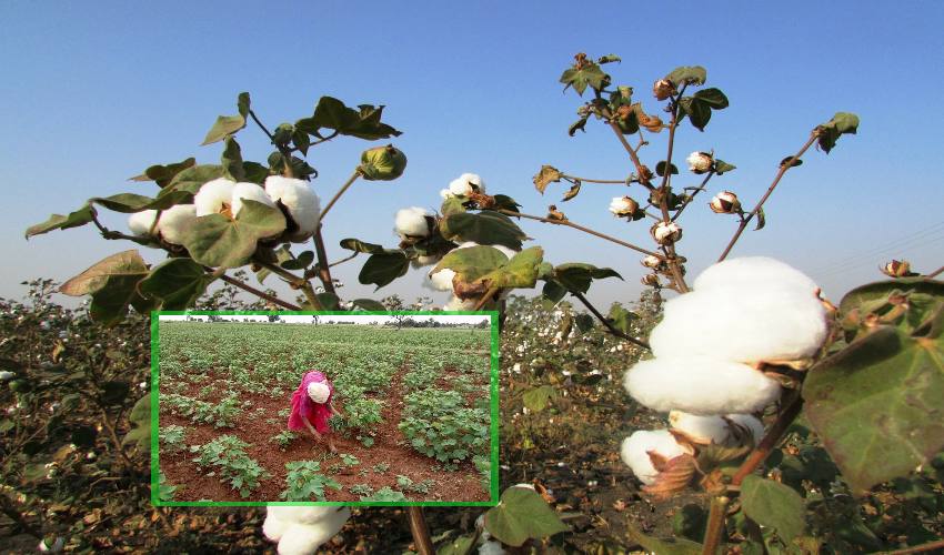 Weed Control In Cotton Crop