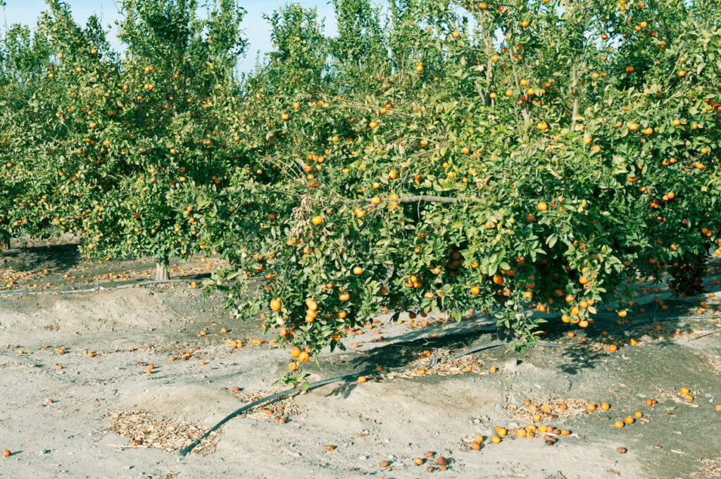 Fruit Drop in Citrus Cultivation