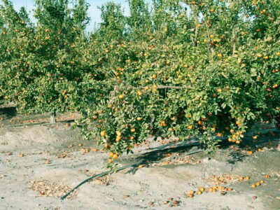 Fruit Drop in Citrus Cultivation