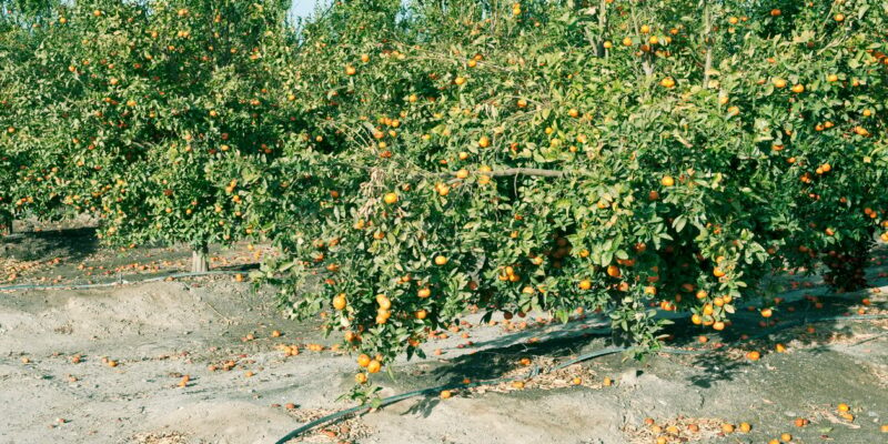 Fruit Drop in Citrus Cultivation