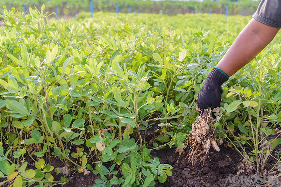 Cultivation On Dry Land