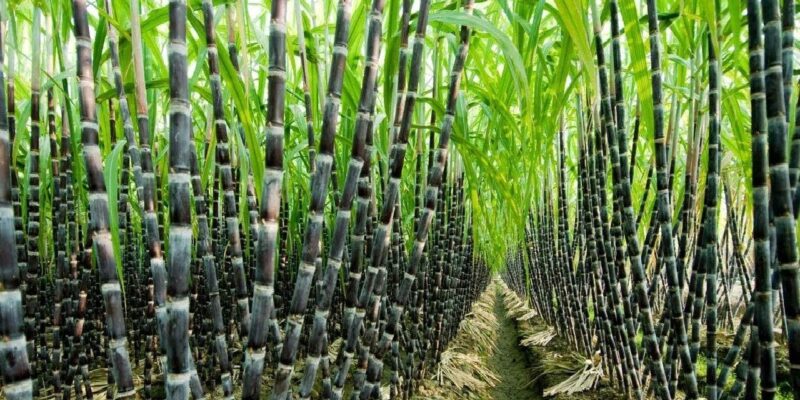 Sugarcane