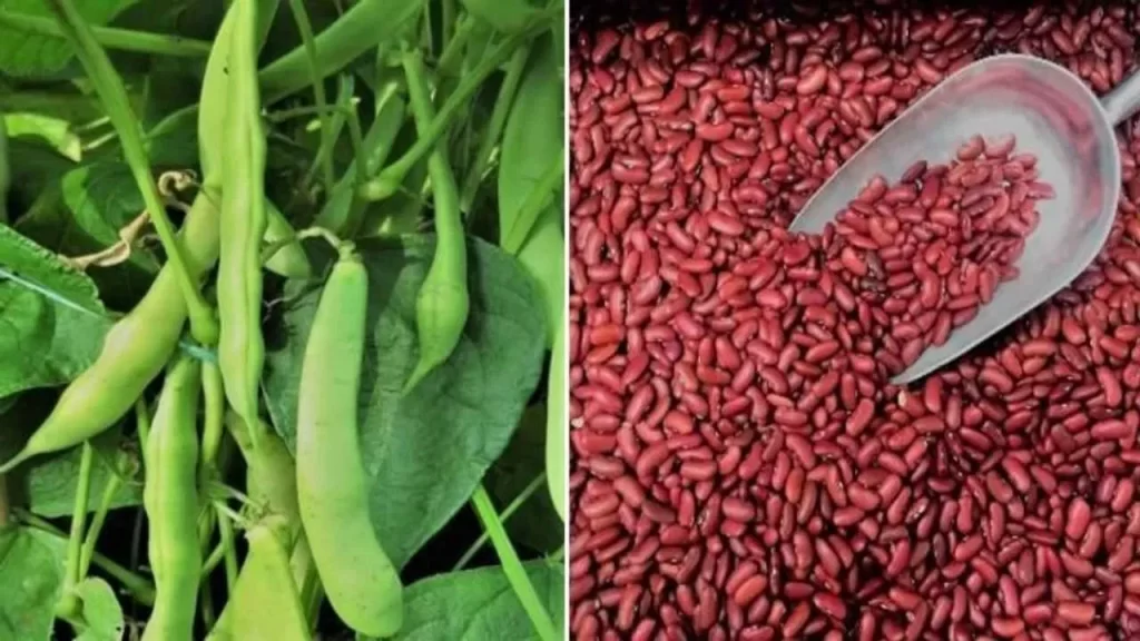 Rajma Farming