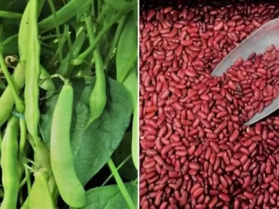 Rajma Farming