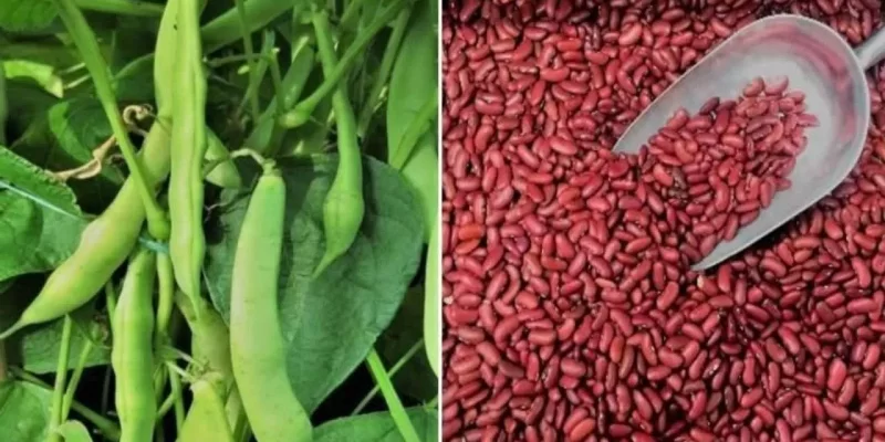 Rajma Farming