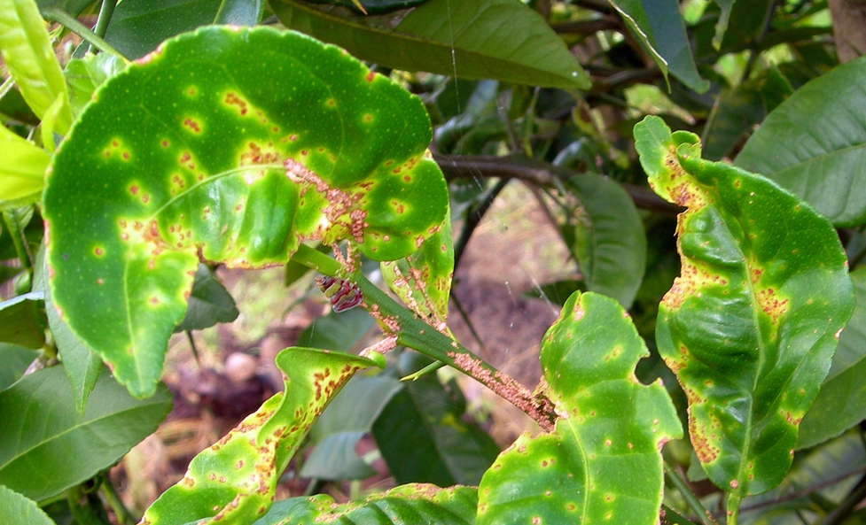 Scabies Control Methods In Lemon Orchards