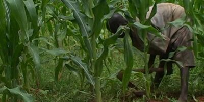 Weed Control In Maize Crops