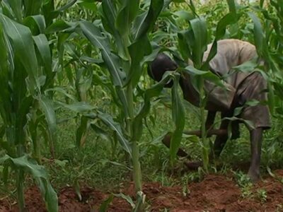 Weed Control In Maize Crops