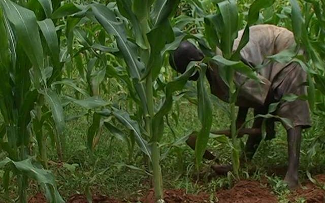 Weed Control In Maize Crops