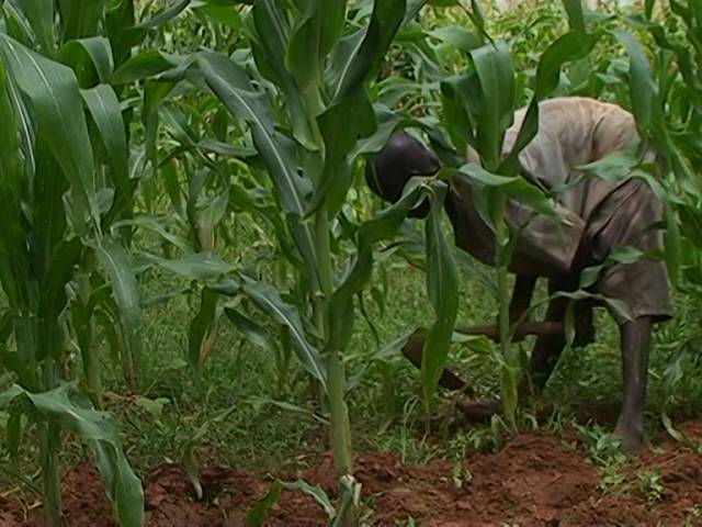 Weed Control In Maize Crops