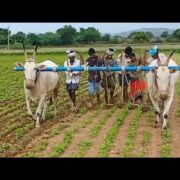 Cultivation On Dry Land