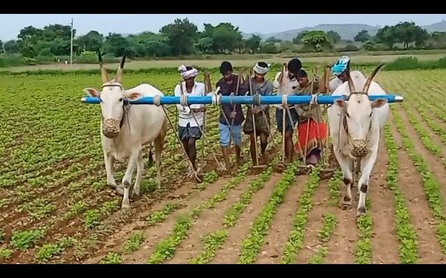 Cultivation On Dry Land