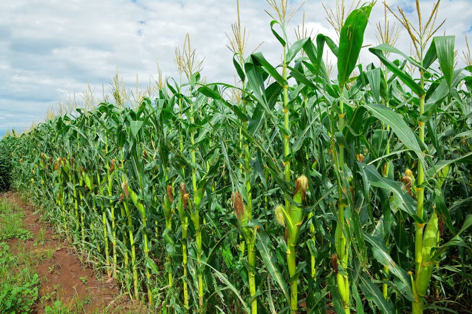 Cultivation On Dry Land