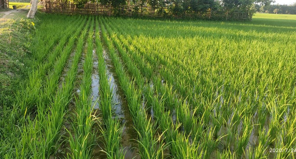 Kharif Crops