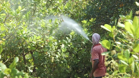 Management of fertilizers in Cashew Crop