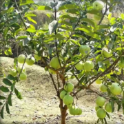 Pest Problem in Guava Plantation