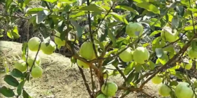 Pest Problem in Guava Plantation