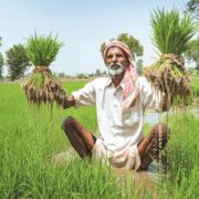 Paddy Cultivation Farmers