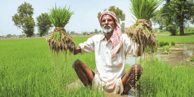 Paddy Cultivation Farmers