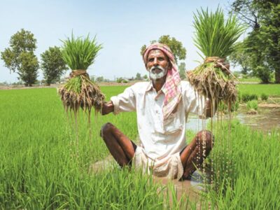 Paddy Cultivation Farmers