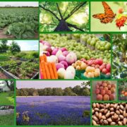 Horticultural crops