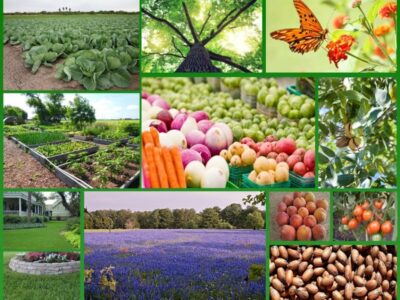 Horticultural crops