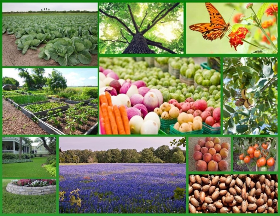 Horticultural crops