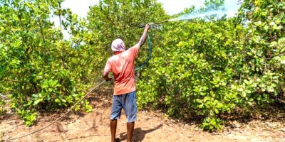 Management of fertilizers in Cashew Crop