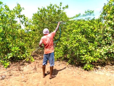 Management of fertilizers in Cashew Crop