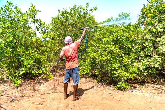 Management of fertilizers in Cashew Crop