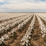 Insects in Cotton Crop