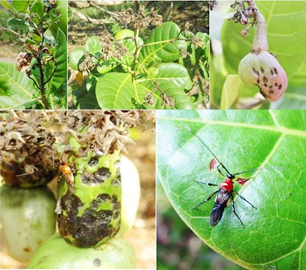 Pest Problem in Guava Plantation