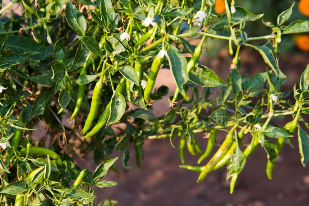 Integrated Plant Protection in Chilli Crop