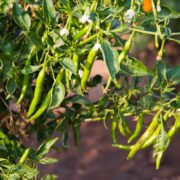 Integrated Plant Protection in Chilli Crop