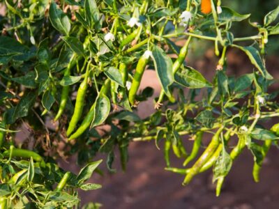 Integrated Plant Protection in Chilli Crop