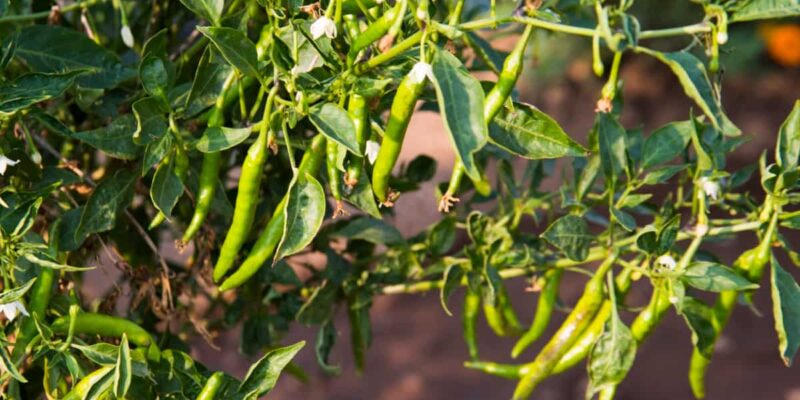 Integrated Plant Protection in Chilli Crop