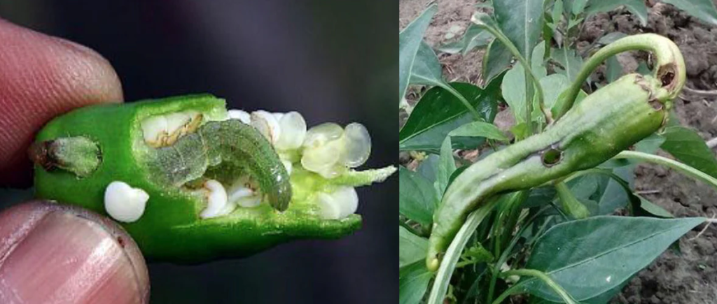 Integrated Plant Protection in Chilli Crop