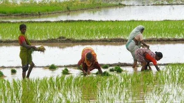 Pests In Crops Due To Heavy Rains