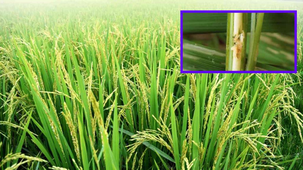 Paddy Crop