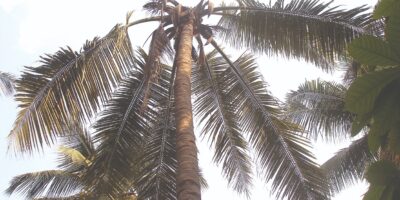 Diseases In Coconut Grove