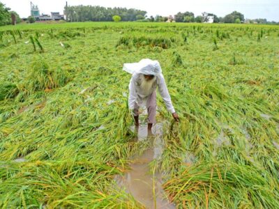 Precautions To Be Taken For Crops In Heavy Rains