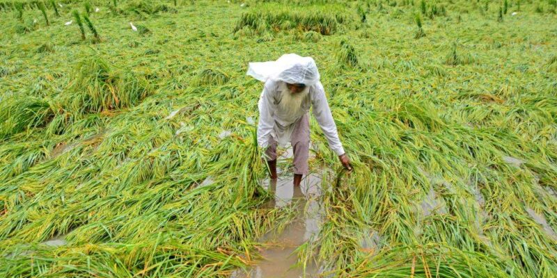 Precautions To Be Taken For Crops In Heavy Rains