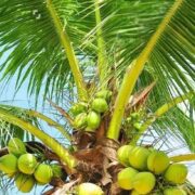 Diseases In Coconut Grove