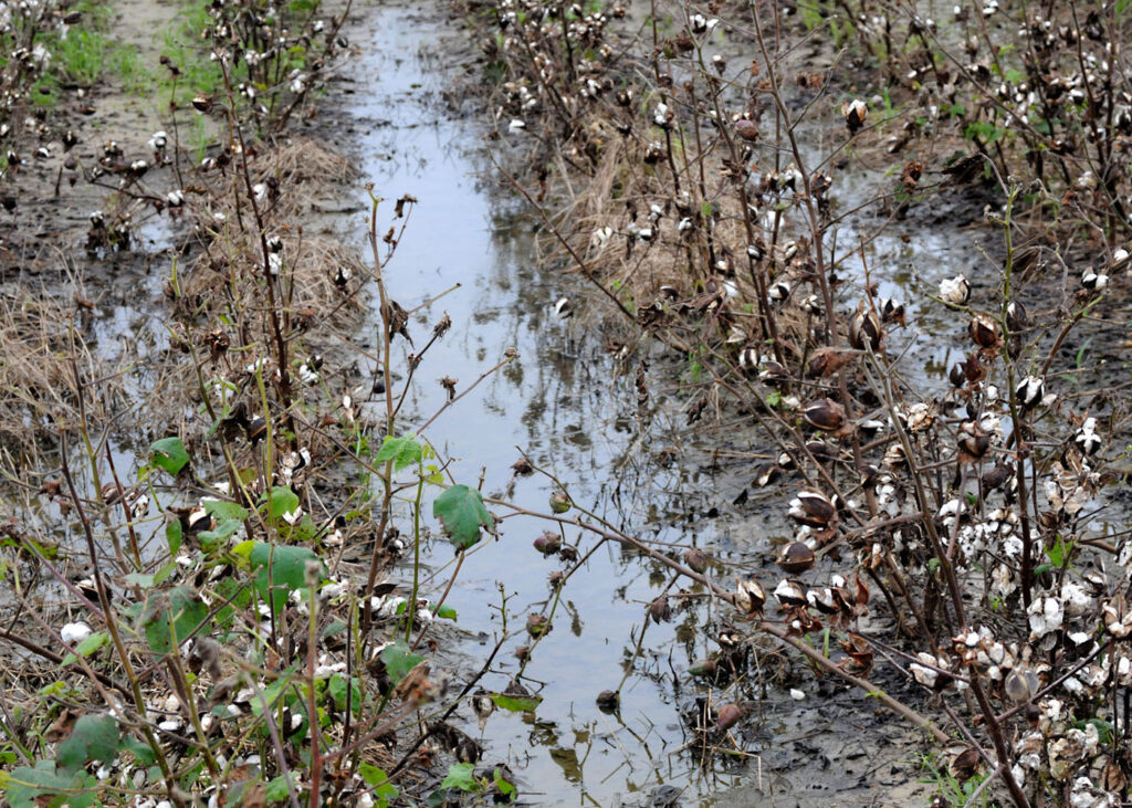 Pests In Crops Due To Heavy Rains