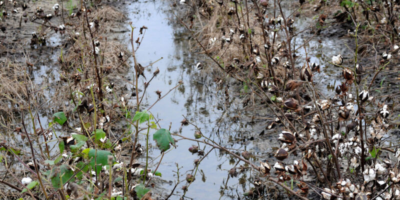 Pests In Crops Due To Heavy Rains