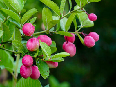 Karonda Tree