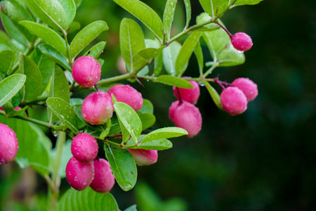 Karonda Tree