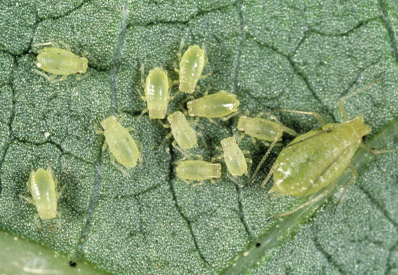 Insects in Cotton Crop